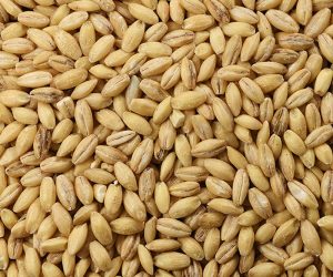 Food: Close up of Hulless Barley Shot in Studio