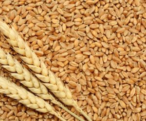 fresh-wheat-crop-500x500