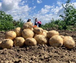 solynta-hybrid-potatoes-in-kenya_lede