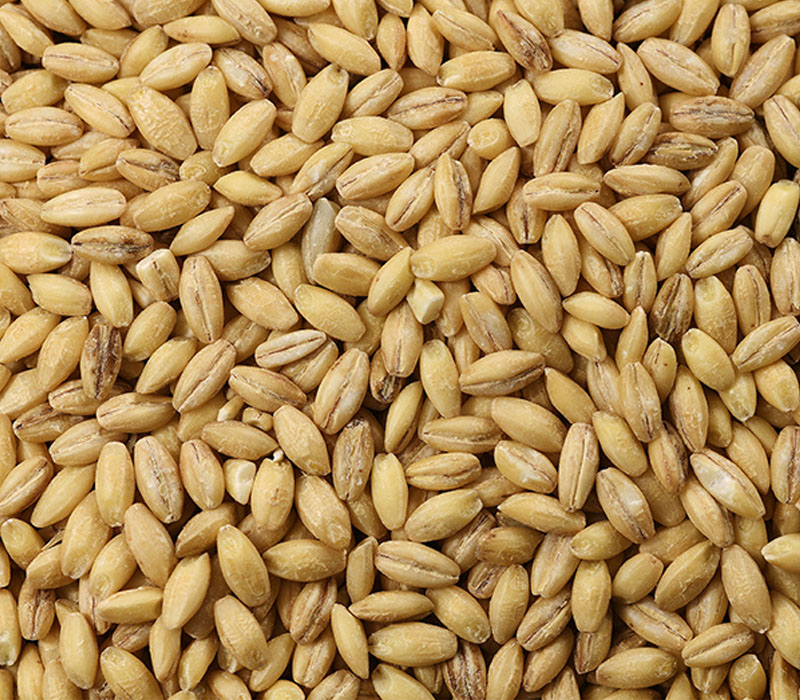 Food: Close up of Hulless Barley Shot in Studio