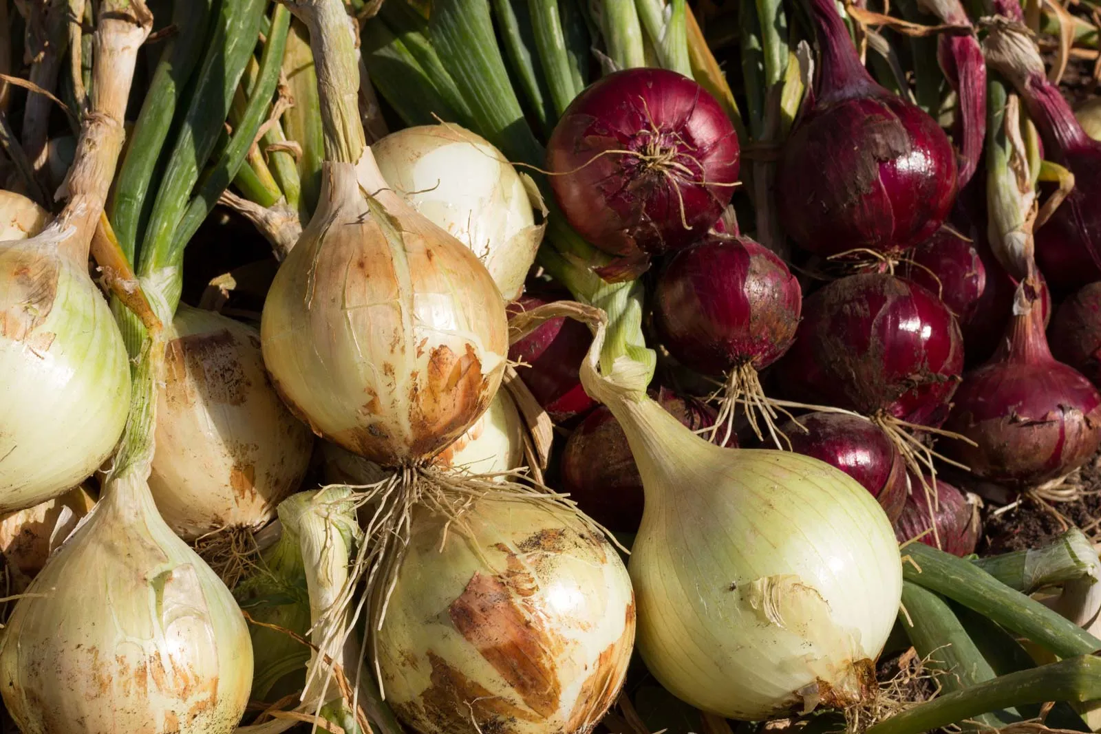 onions