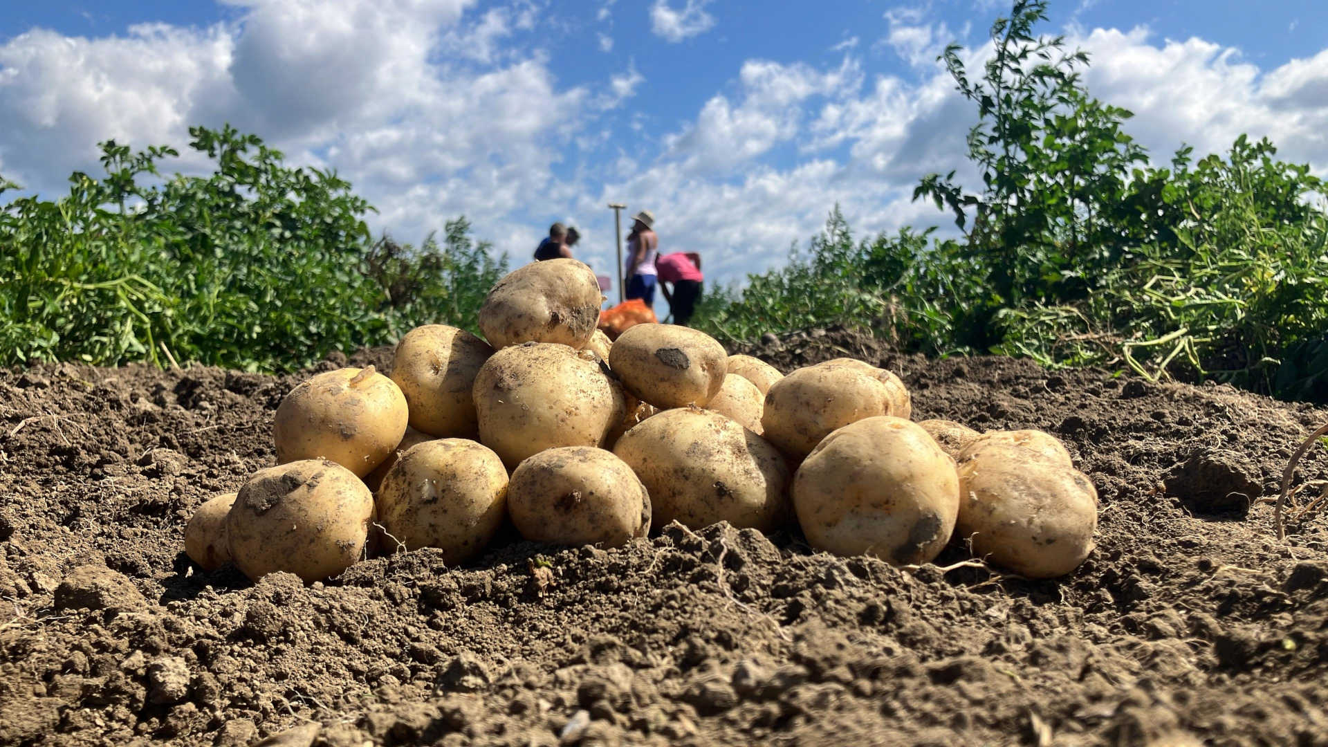 solynta-hybrid-potatoes-in-kenya_lede
